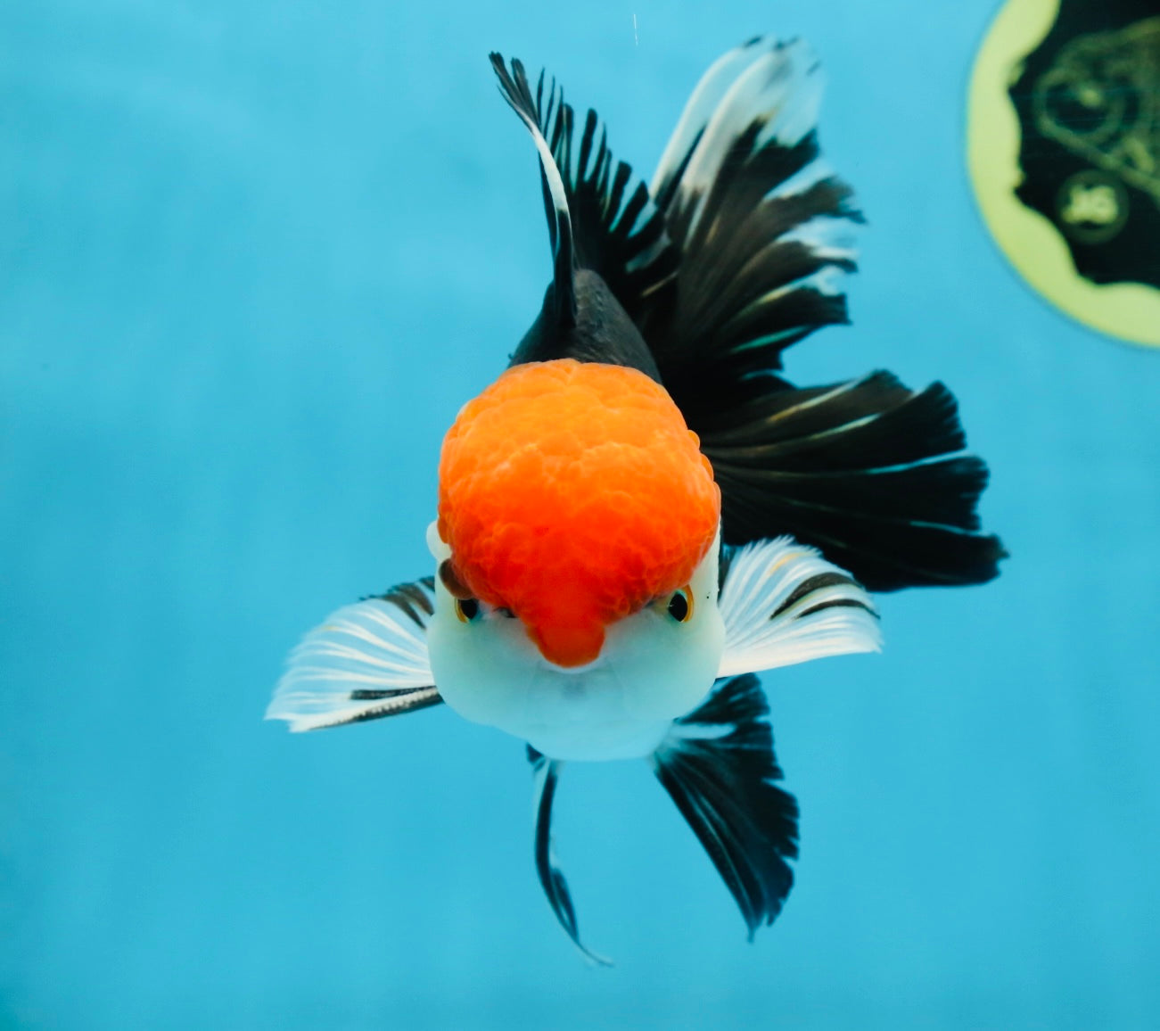 AAA Grade Tricolor Oranda Male 6 inches #052325_12