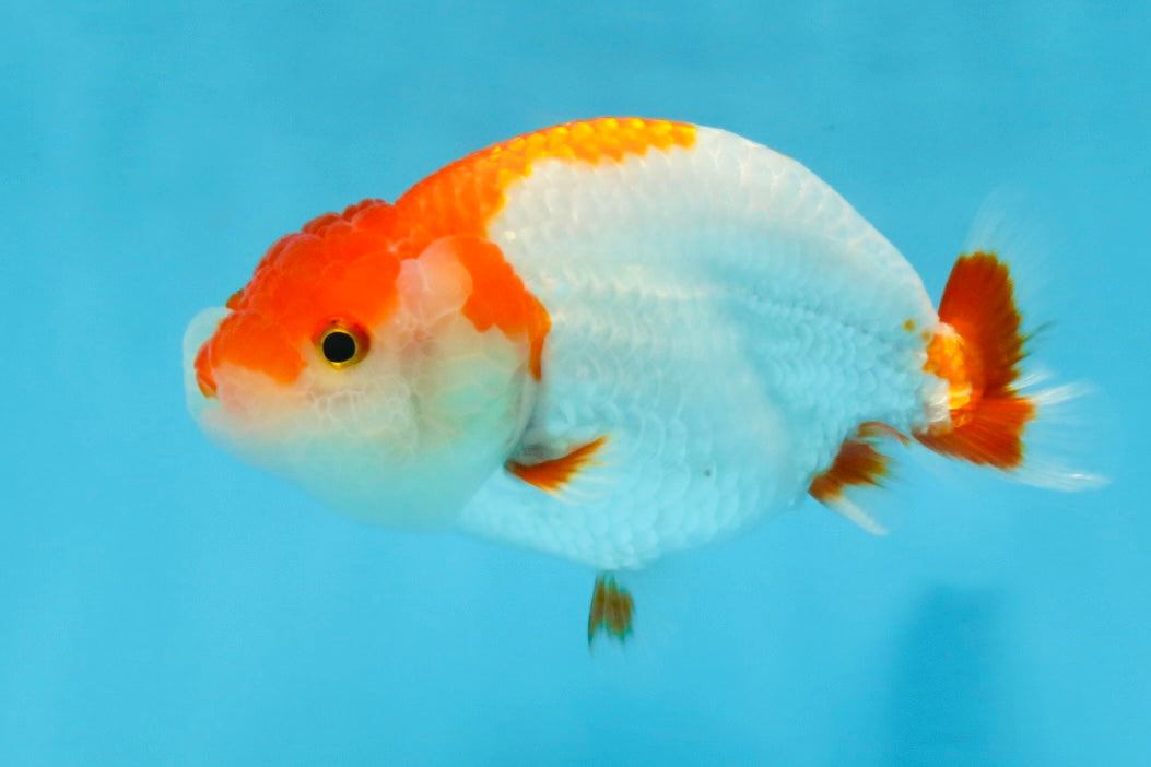 A Grade Red White LionQueen 4-4.5 inches #112125LC_11