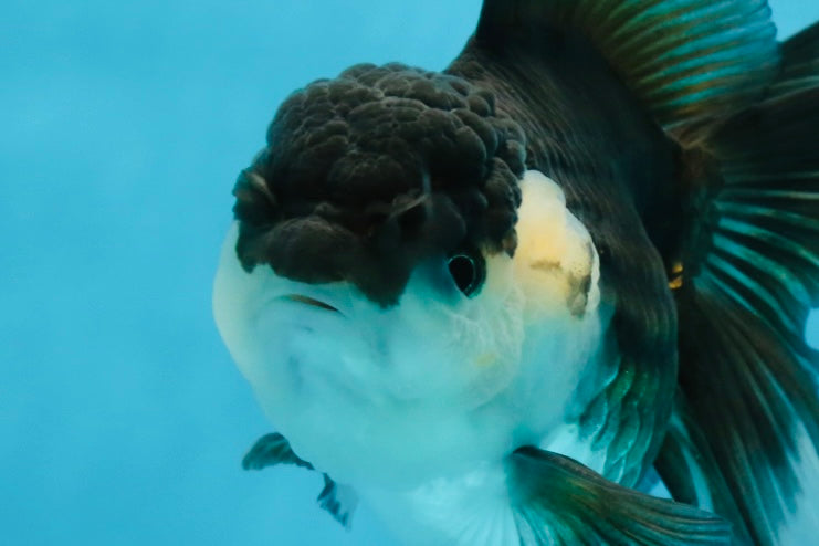 Panda Oranda Female 5.5 inches #100325OR_17