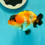 VERY Special Nugget Tricolor Lionchu Male 3.5 inches #1018LC_05