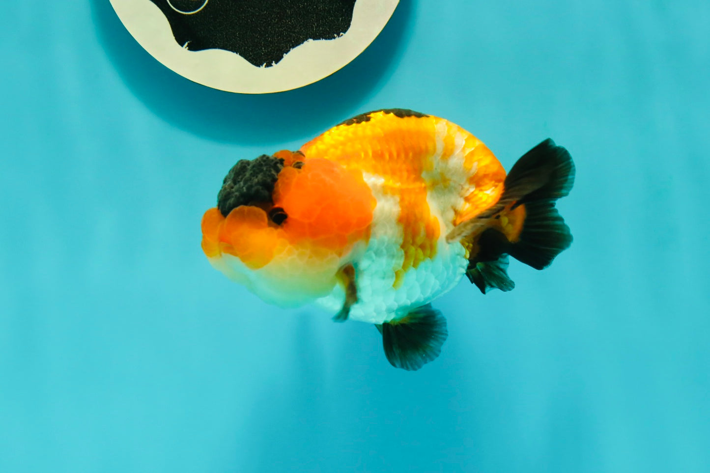 VERY Special Nugget Tricolor Lionchu Male 3.5 inches #1018LC_05