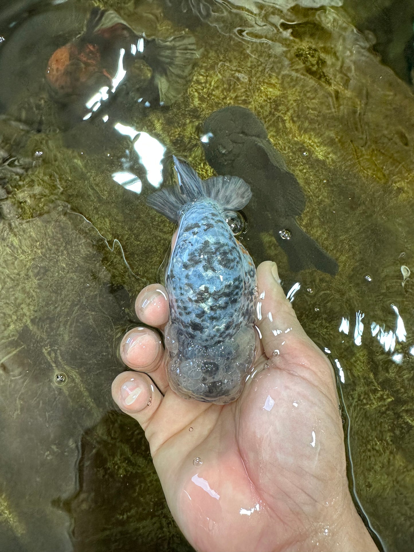 A Grade SUPER CUTE White Tiger LionKing 4.5 inches #100325LC_09