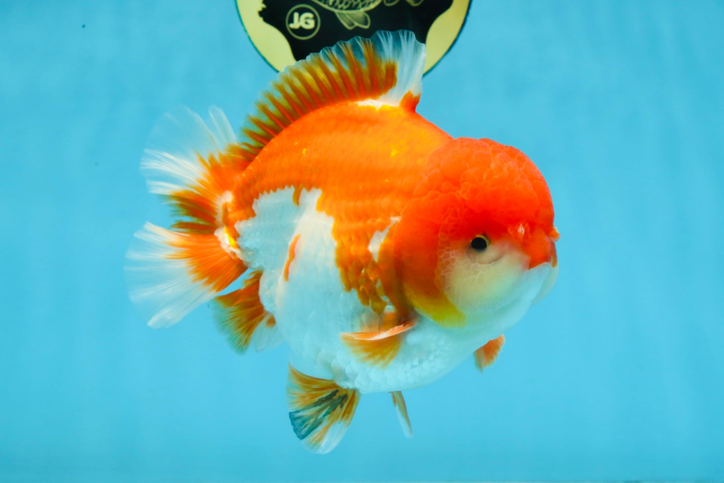 SHOW GRADE Godzilla Red White Yuanbao Male 5.5 inches #101025YB_27