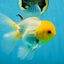 A Grade Lemonhead Oranda Male 5-inches #091225OR_28