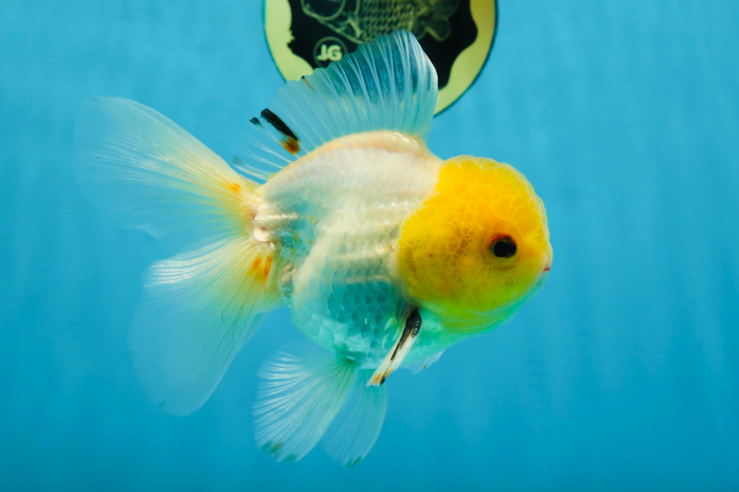 A Grade Lemonhead Oranda Male 5-inches #091225OR_28