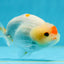 Red White Button Eyes Lionchu Male 3.5 inches #0927LC_08