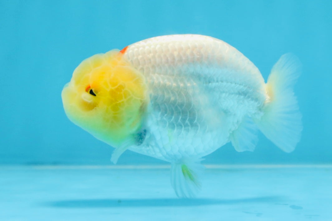 AAA Grade Lemonhead LionQueen 3.5 inches #101725LC_09