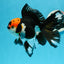 AAA Grade Tricolor Beautiful Tail Oranda Female 5.5–6 inches #0614OR_24