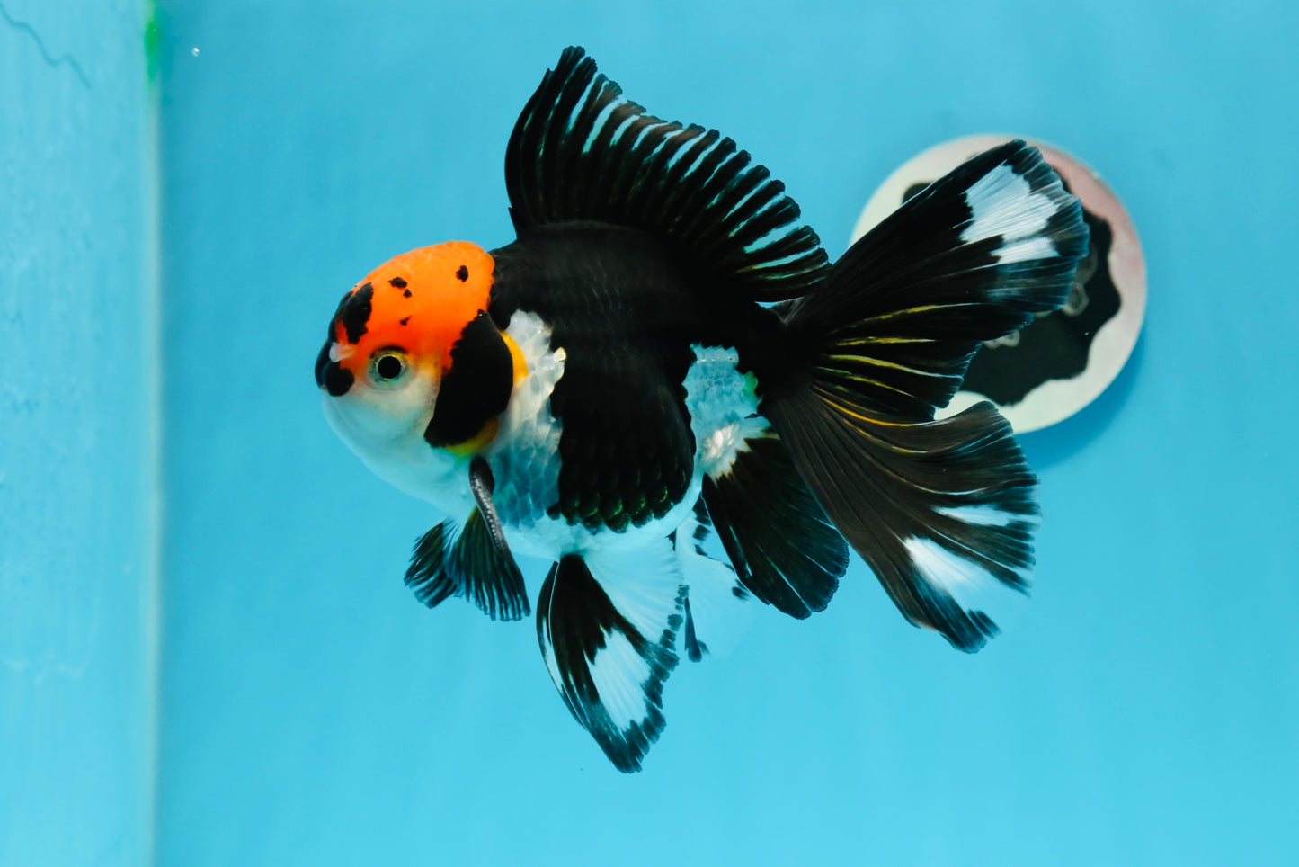 AAA Grade Tricolor Beautiful Tail Oranda Female 5.5–6 inches #0614OR_24