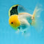 A Grade LIPSTICK Lemonhead Oranda Male 5-5.5  inches #082225OR_17
