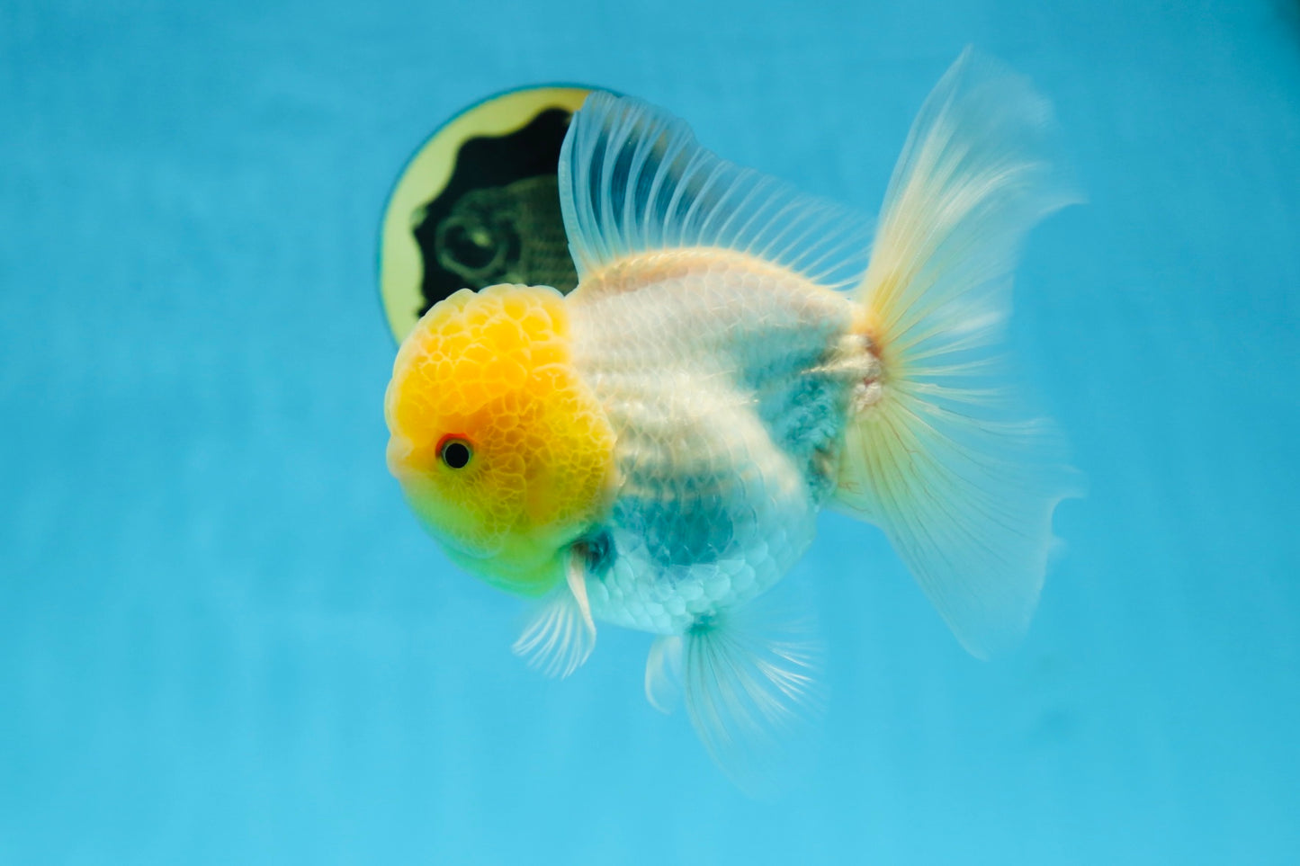 A Grade LIPSTICK Lemonhead Oranda Male 5-5.5  inches #082225OR_17