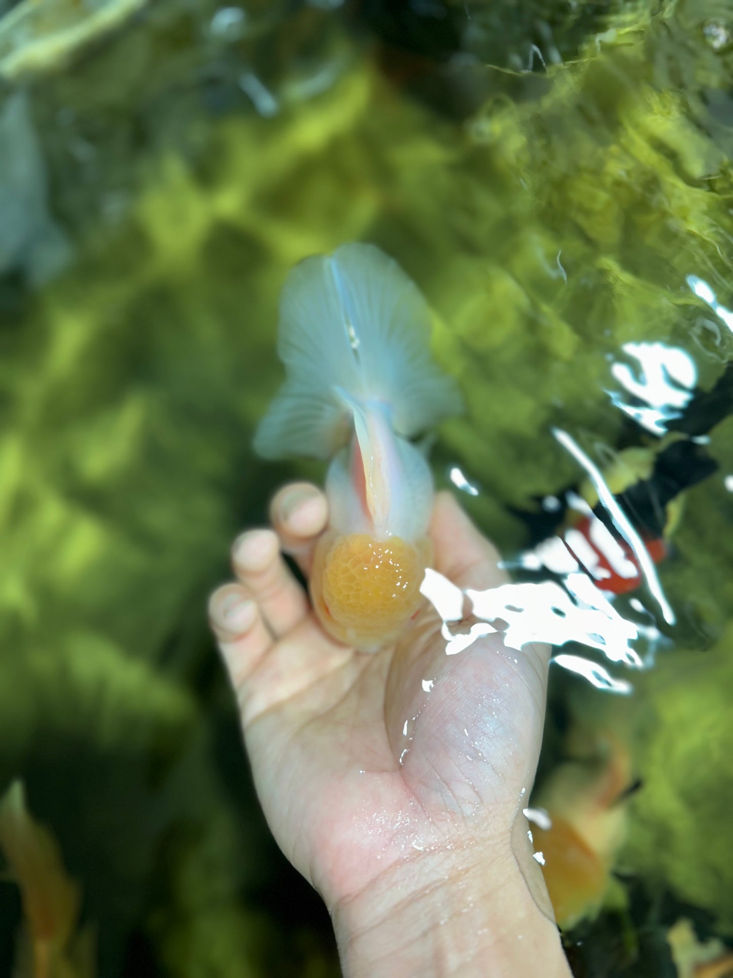 Adorable A Grade Beautiful White Oranda Female 4.5 inches #041825OR_07