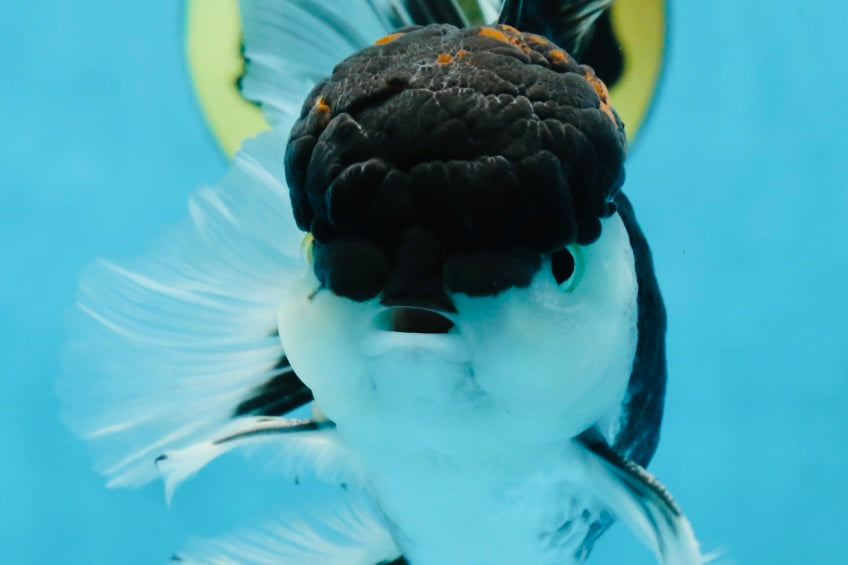 A Grade Tricolor Oranda Male 5-5.5 inches #062725OR_19