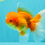 A Grade Red White Oranda Male 5.5-6 inches #082126OR_03