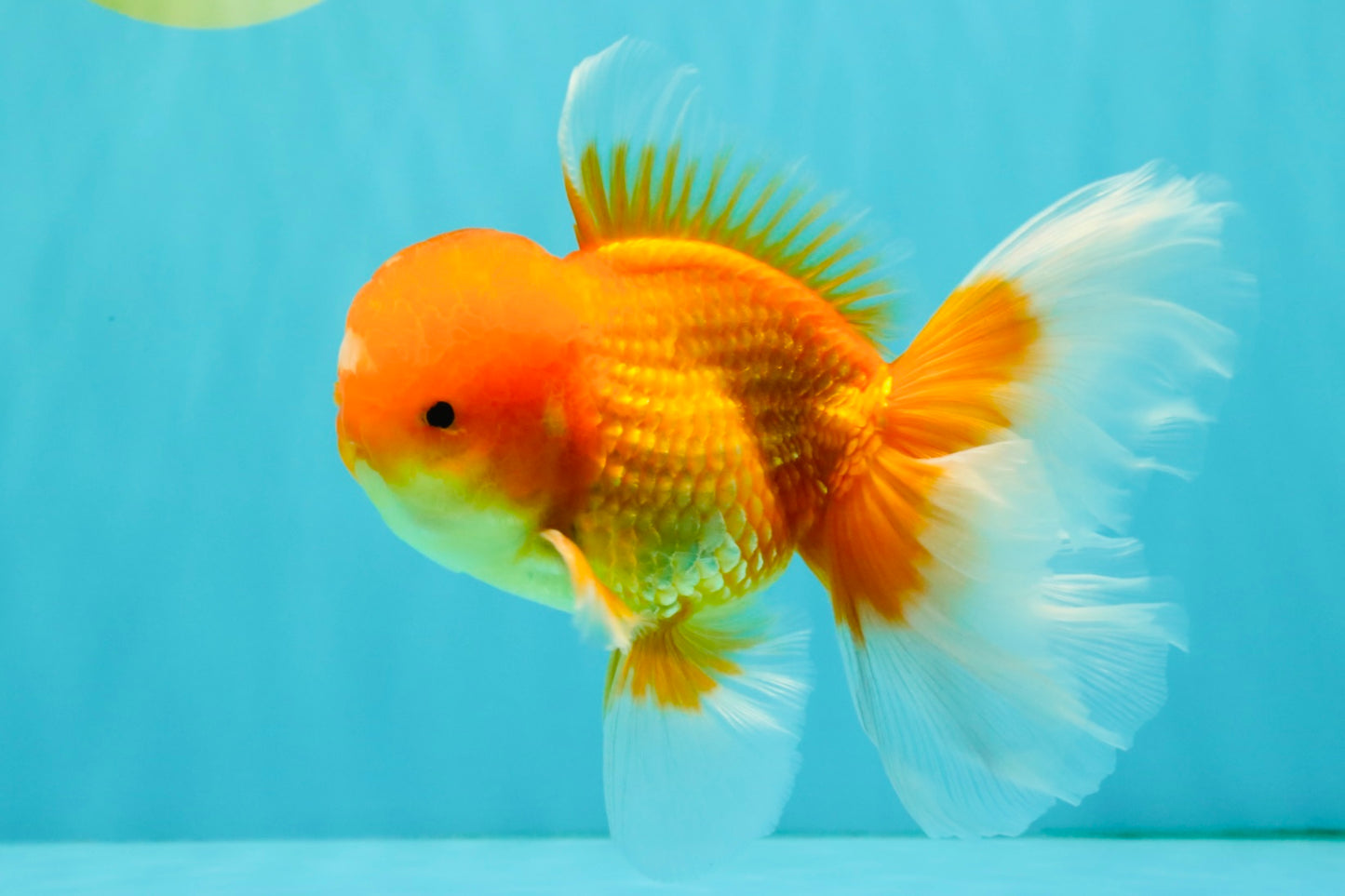 A Grade Red White Oranda Male 5.5-6 inches #082126OR_03