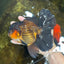 AAA Grade GIANT Godzilla Apache Oranda Male 6.5 inches #090525OR_09