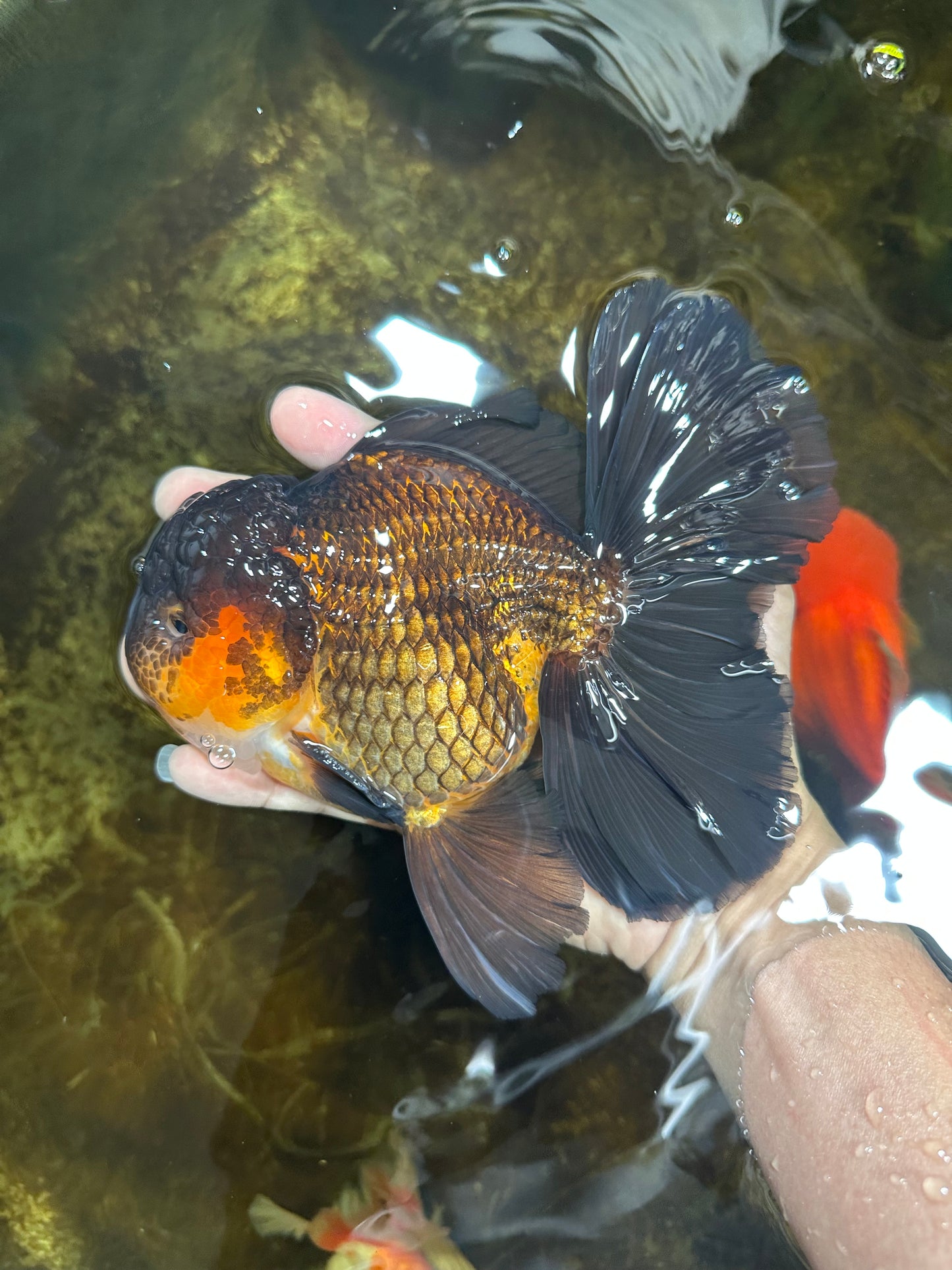 AAA Grade GIANT Godzilla Apache Oranda Male 6.5 inches #090525OR_09
