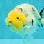 CHUBBY AAA Grade White Marble Blue Base Ranchu Male 5.5-6 inches #100226RC_28