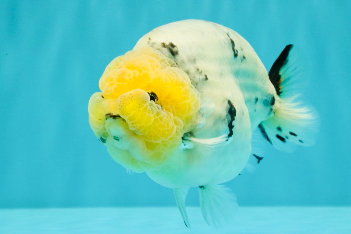 CHUBBY AAA Grade White Marble Blue Base Ranchu Male 5.5-6 inches #100226RC_28