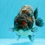 Kirin Blue Base Ranchu hembra de grado AAA de 5,5 pulgadas n.º 0503RC_31