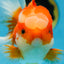 A Grade Jade Head Red White Oranda Female 6 inches #091225OR_13