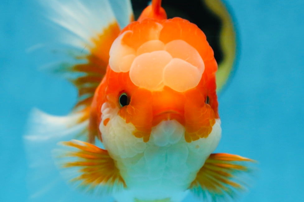 A Grade Jade Head Red White Oranda Female 6 inches #091225OR_13