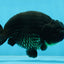 AAA Grade Godzilla Black LionKing 4.5-5 inches #053025LC_09