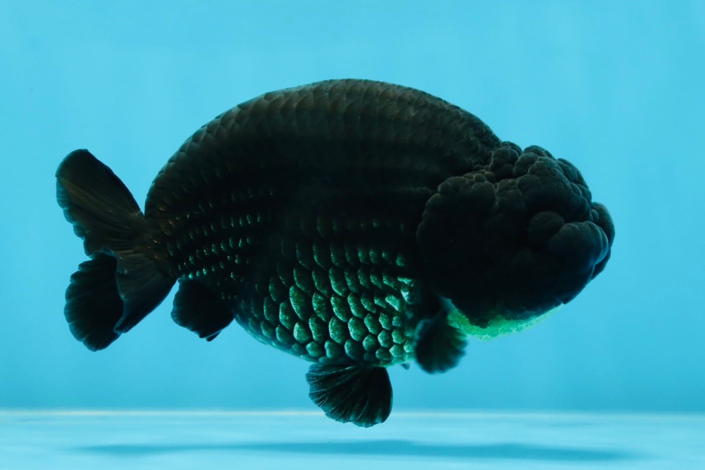 AAA Grade Godzilla Black LionKing 4.5-5 inches #053025LC_09