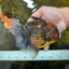 AAA Grade Godzilla Tiger Oranda Male 5.5 inches #100325OR_12