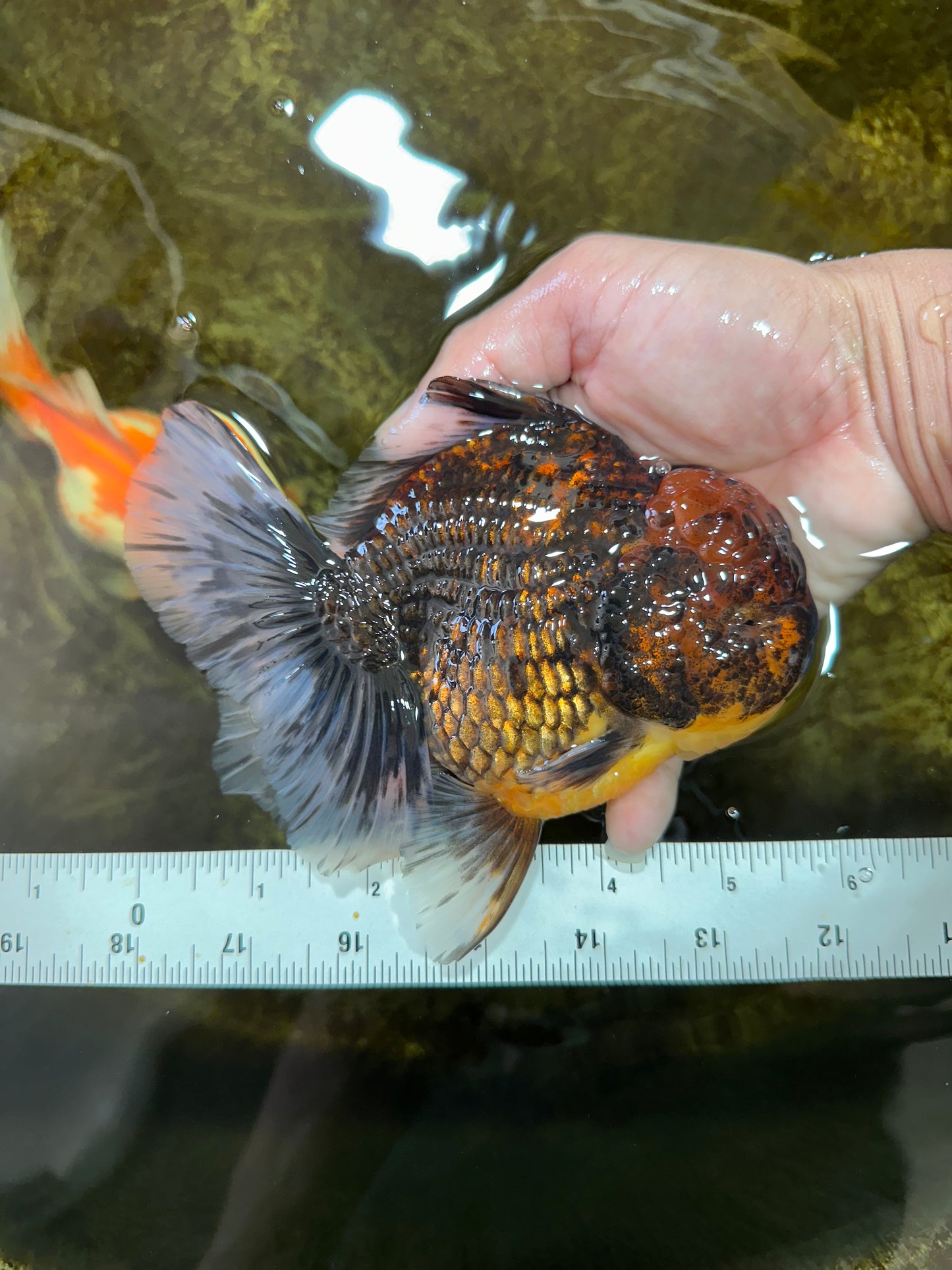 AAA Grade Godzilla Tiger Oranda Male 5.5 inches #100325OR_12