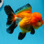 A Grade Tricolor Oranda Female 4.5 inches #0830OR_08