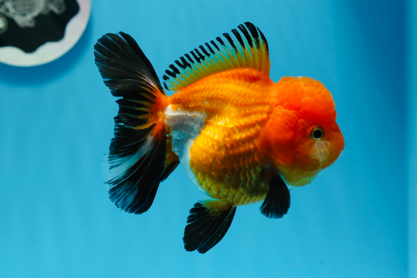 A Grade Tricolor Oranda Female 4.5 inches #0830OR_08