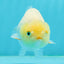 🐣 New Baby Lemonhead Lionchu Female 4 inches #0223LC_07
