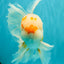 MASHMALLOW A Grade Red White Oranda Male 8 inches #090426OR_15