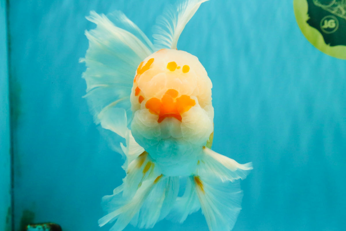 MASHMALLOW A Grade Red White Oranda Male 8 inches #090426OR_15