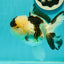 AAA Grade BULLDOG Panda Oranda Female 5-5.5 inches #1018OR_20