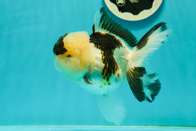 AAA Grade BULLDOG Panda Oranda Female 5-5.5 inches #1018OR_20