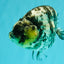 AAA Grade White Tiger Ranchu Female 6 inches #102326RC_03