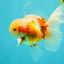 A Grade Lipstick Kohaku Red White Oranda Male 5.5 inches #102326OR_19