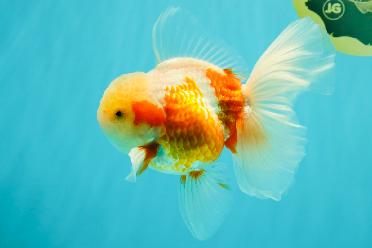 A Grade Lipstick Kohaku Red White Oranda Male 5.5 inches #102326OR_19
