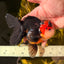 Tricolor Button Eyes Oranda Male 5.5 inches #032026OR_15