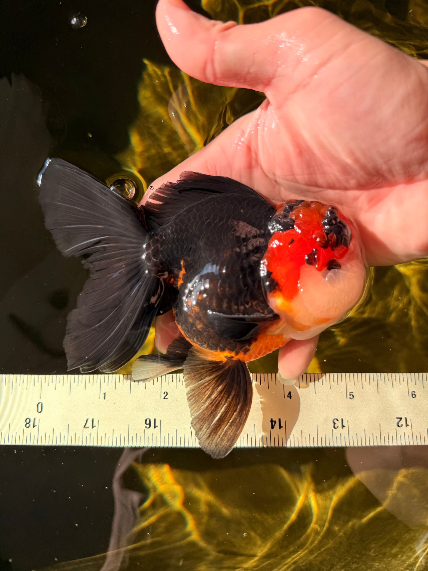 Tricolor Button Eyes Oranda Male 5.5 inches #032026OR_15