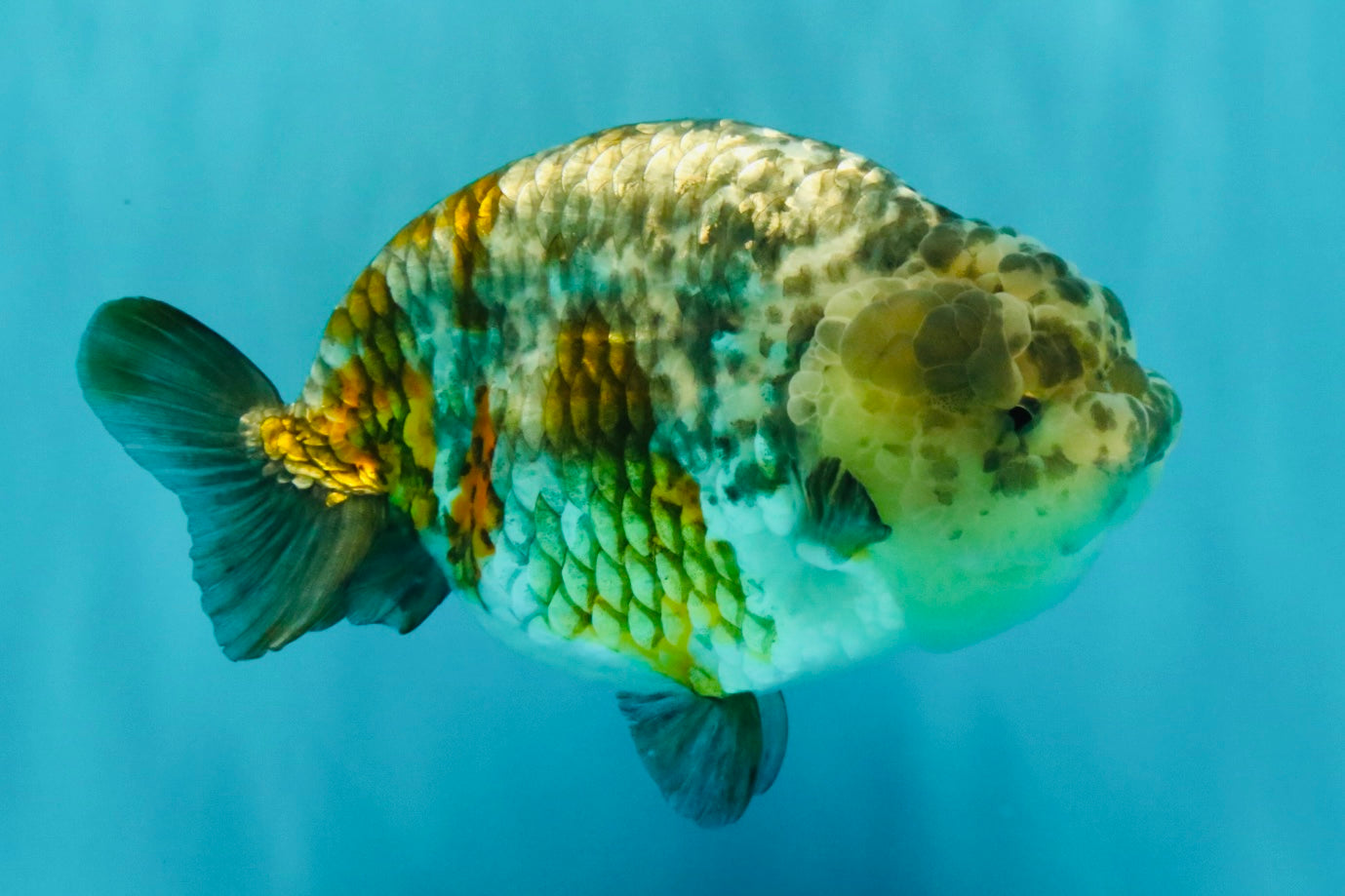 SPECIAL Pepper Calico Chinese Ranchu Female 6-6.5 inches #032026RC_30