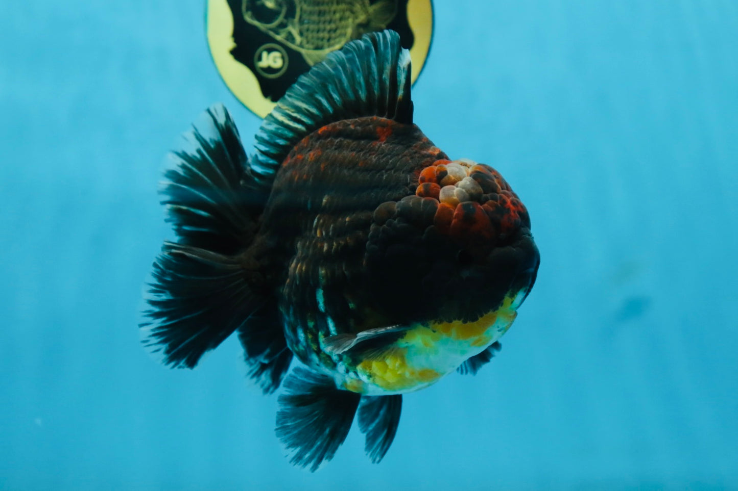 AAA Grade Godzilla Kirin Yuanbao Male 5.5 inches #082225YB_04