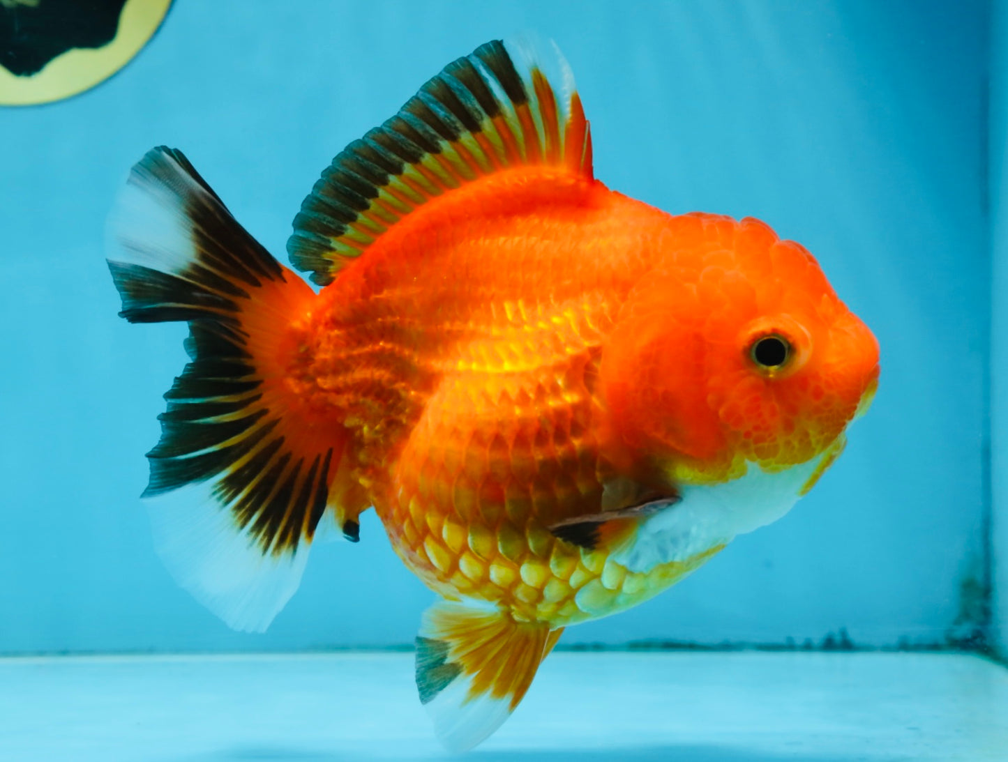 NEMO Apache Yuanbao Female 5-5.5 inches #091925YB_18