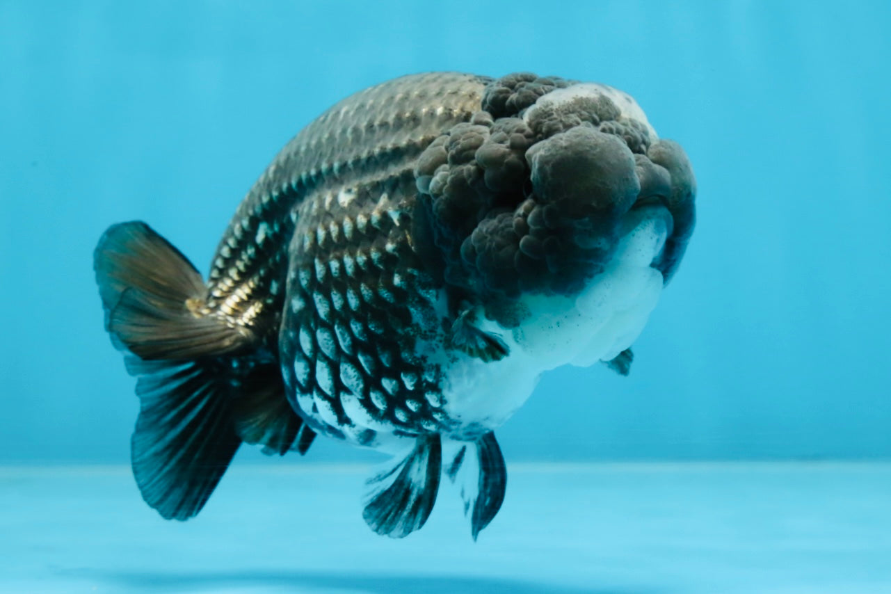 AAA Grade CHONKY Blue LionQueen 4.5 inches #100325LC_10