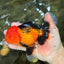 UNIQUE AAA Grade Apache Oranda Male 6 inches #101626OR_07