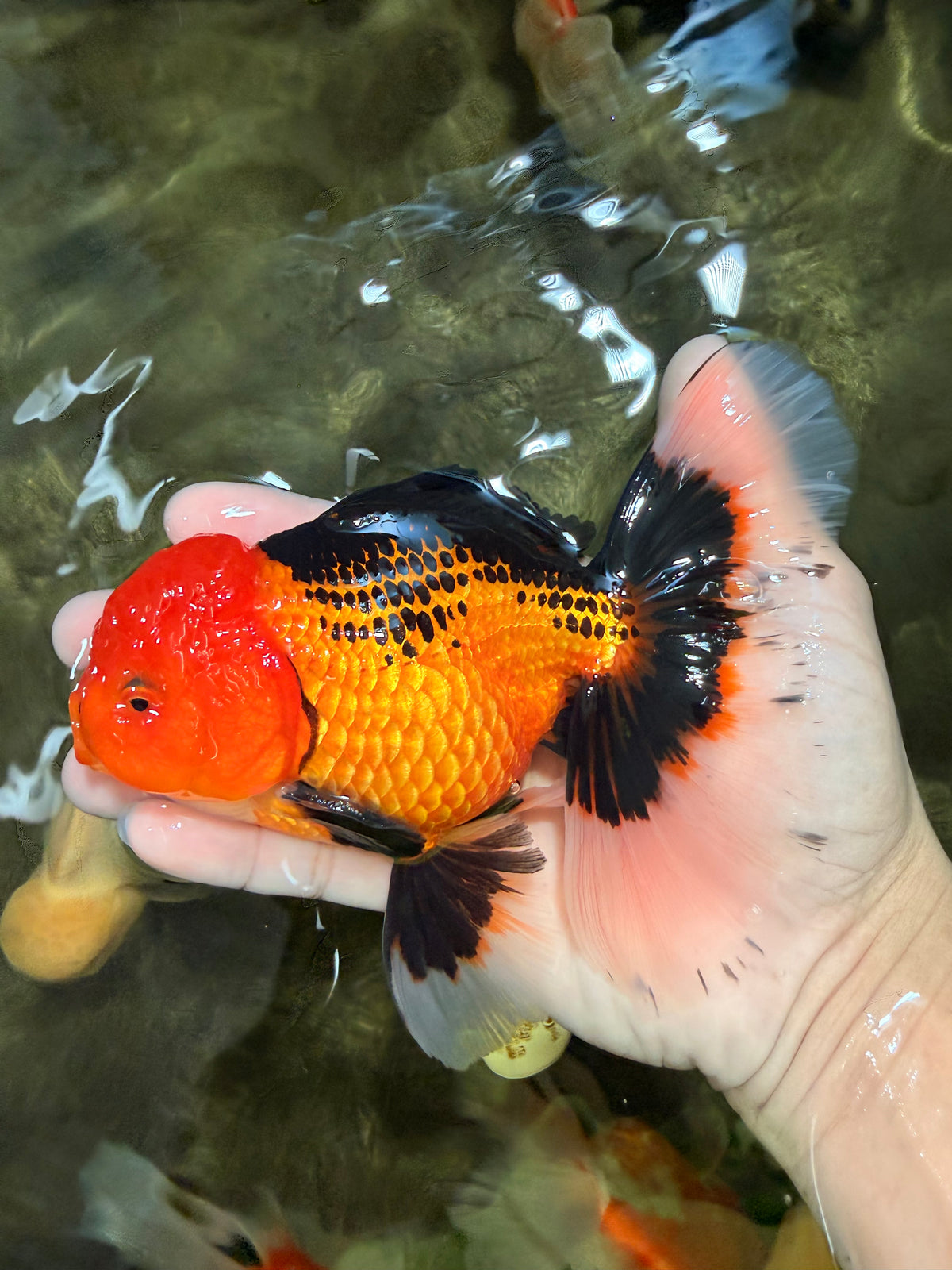 UNIQUE AAA Grade Apache Oranda Male 6 inches #101626OR_07