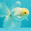 MASHMALLOW A Grade White Oranda Male 5.5-6 inches #091826OR_05