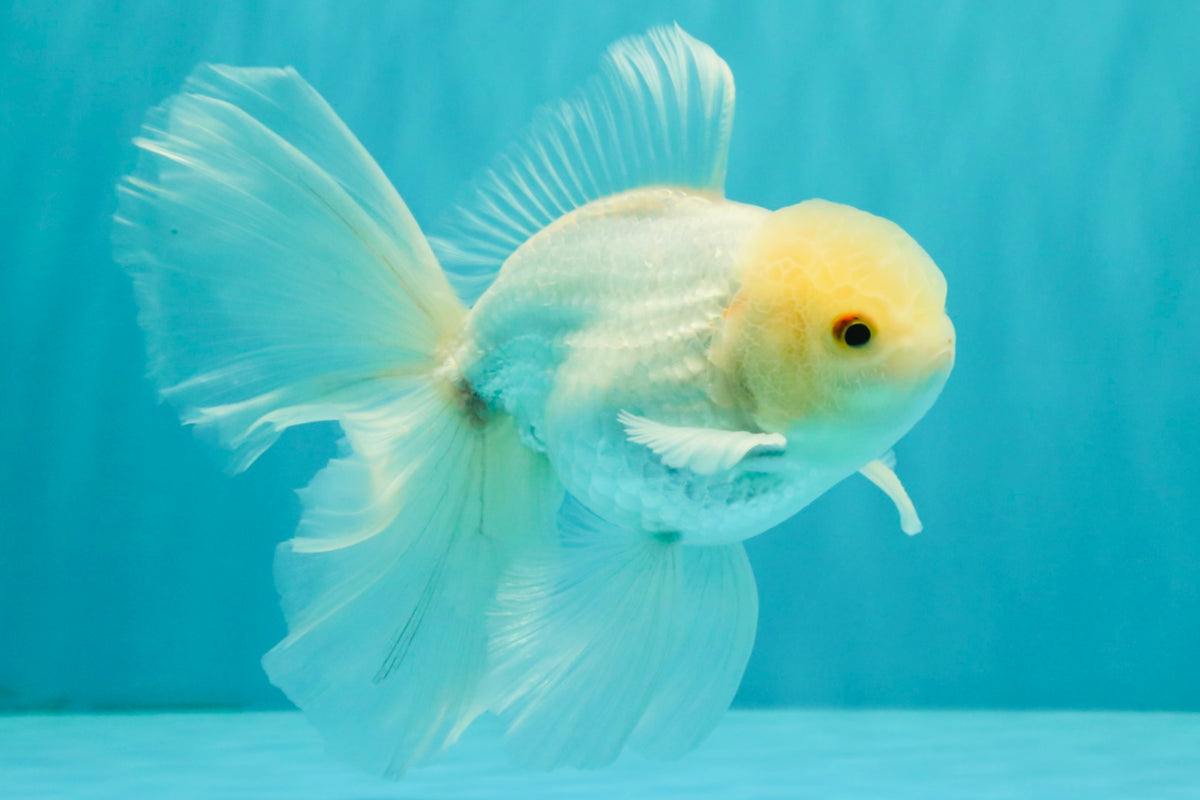 MASHMALLOW A Grade White Oranda Male 5.5-6 inches #091826OR_05